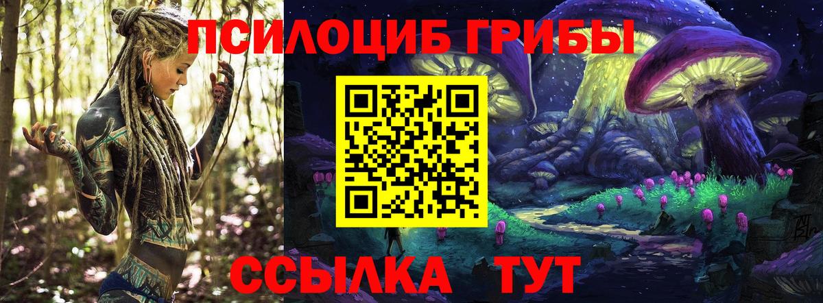 Боровичи  Псилоцибиновые грибы Psilocybine cubensis  Вход с VPN 